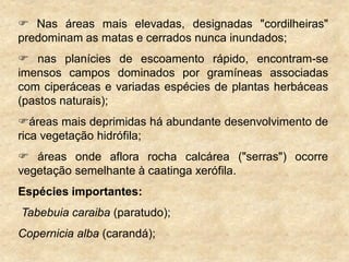 Nas áreas mais elevadas, designadas "cordilheiras"
predominam as matas e cerrados nunca inundados;
 nas planícies de escoamento rápido, encontram-se
imensos campos dominados por gramíneas associadas
com ciperáceas e variadas espécies de plantas herbáceas
(pastos naturais);
áreas mais deprimidas há abundante desenvolvimento de
rica vegetação hidrófila;
 áreas onde aflora rocha calcárea ("serras") ocorre
vegetação semelhante à caatinga xerófila.
Espécies importantes:
Tabebuia caraiba (paratudo);
Copernicia alba (carandá);
 