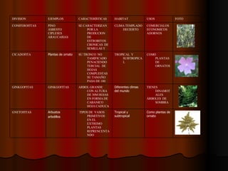 Como plantas de ornato Tropical y subtropical TIPOS DE  VASOS  PRIMITIVOS  EN EL EXTREMO  PLANTAS  REPRENCENTANDO  Arbustos  arbolillos GNETOFITAS  TIENES  DINAMOTALES  ÁRBOLES  DE SOMBRA  Diferentes climas del mundo ARBOL GRANDE CON ALTURA  DE 30M HOJAS  EN FORMA DE CABANICO HOJA CADUCA  GINKGOFITAS GINKGOFITAS COMO PLANTAS  DE ORNATOS  TROPICAL  Y SUBTROPICAL  SU TRONCO  NO TAMIFICADO  PENACIENDO TERCIAL  DE HOJAS  COMPUESTAS  SU TAMAÑO  PASA DE 180  Plantas de ornato CICADOFITA COMERCIALOS  ECONOMICOS  ADORNOS  CLIMA TEMPLADO DECIERTO SE CARACTERIZAN POR LA  PRODUCION  DE ESTROBITOS CRONICAS  DE SEMILLAS Y  PINO ASBESTO CIPLESES  ARAUCARIAS CONIFEROFITAS FOTO USOS  HABITAT CARACTERÍSTICAS  EJEMPLOS  DIVISION  