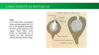 Fruto
Es un falso fruto, se presenta
como una baya jugosa de 2.5 a
10 cm de longitud comestible
de color verde violáceo y piel
rugosa Tanto flores como
frutos se desarrollan en el
interior de esta estructura
esférica llamada sícono o Higo
CARACTERÍSTICAS BOTÁNICAS
 