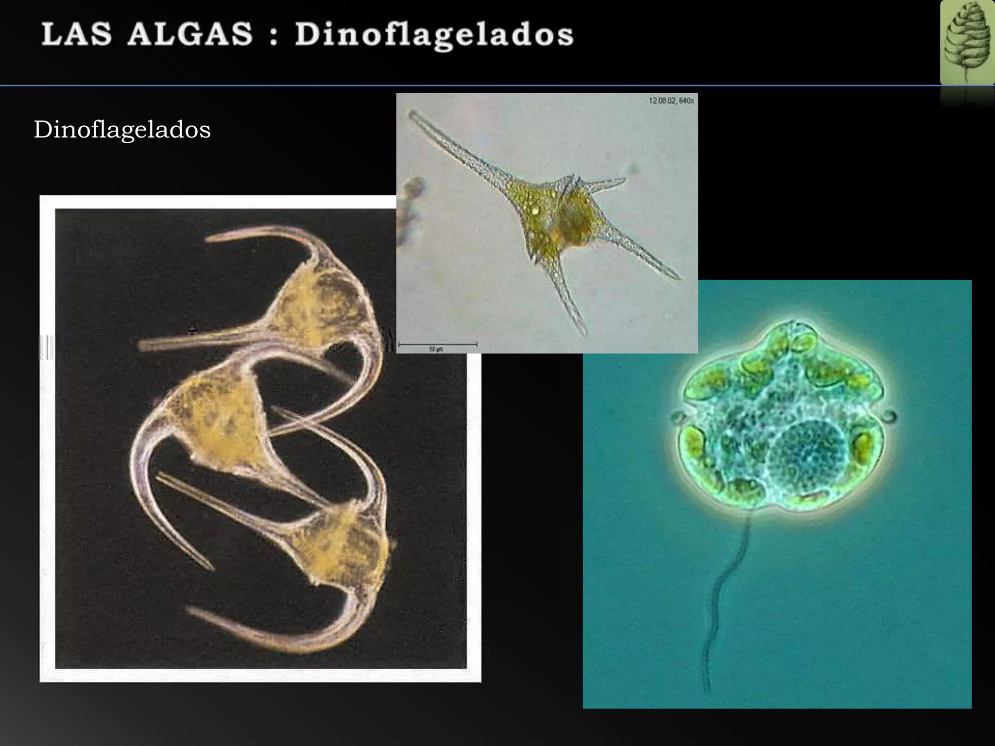Dinoflagelados
 