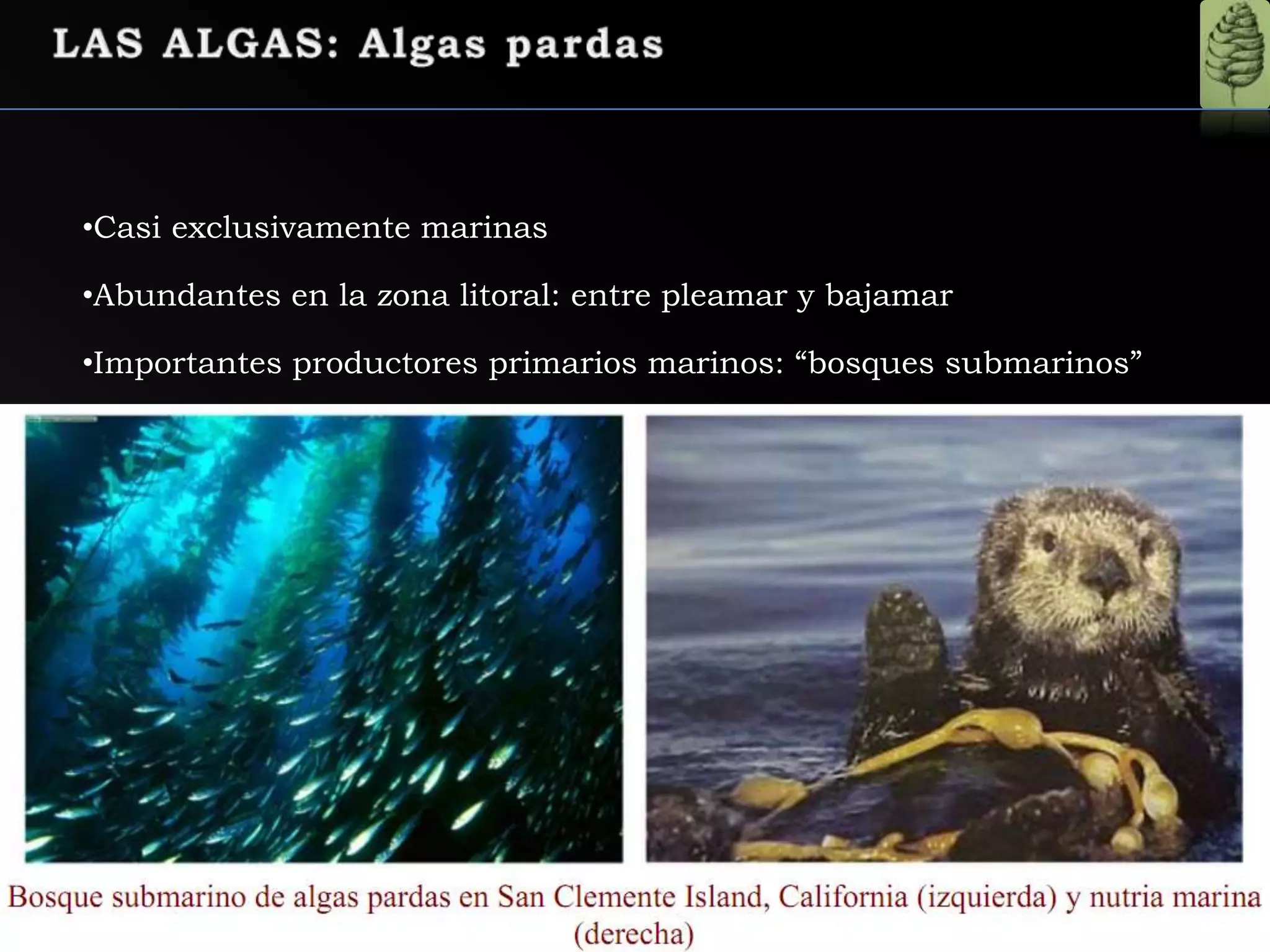 •Casi exclusivamente marinas
•Abundantes en la zona litoral: entre pleamar y bajamar
•Importantes productores primarios marinos: “bosques submarinos”
 