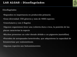 Dinoflagelados
•Segundos en importancia en producción primaria
•Gran diversidad: 550 géneros y más de 4000 especies
•Unicelulares y con 2 flagelos
•Algunos organismos tiene una cubierta dura o teca, la posición de las
placas caracteriza la especie
•Muchos presentan un color dorado debido a un pigmento (xantofilas)
•Proceden de antepasados heterótrofos, que adquirieron la capacidad de
fotosintetizar por endosimbiosis
•Algunas especies son bioluminiscentes
 