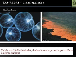 Dinoflagelados
 