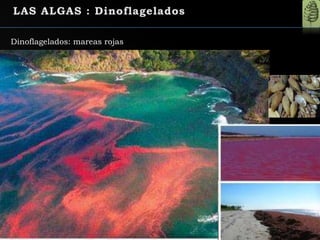 Dinoflagelados: mareas rojas
 