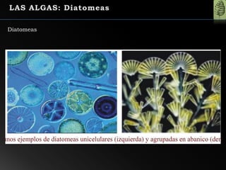 Diatomeas
 