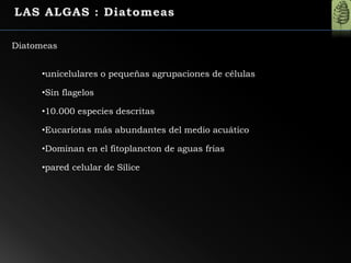 Diatomeas
•unicelulares o pequeñas agrupaciones de células
•Sin flagelos
•10.000 especies descritas
•Eucariotas más abundantes del medio acuático
•Dominan en el fitoplancton de aguas frias
•pared celular de Sílice
 