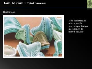 Diatomeas
Más resistentes
al ataque de
microorganismos
que dañen la
pared celular
 