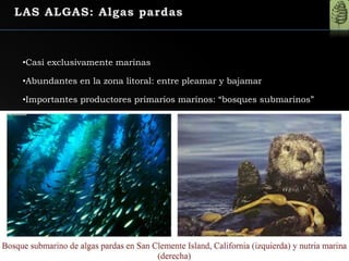 •Casi exclusivamente marinas
•Abundantes en la zona litoral: entre pleamar y bajamar
•Importantes productores primarios marinos: “bosques submarinos”
 