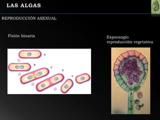 Fisión binaria Esporangio
reproducción vegetativa
REPRODUCCIÓN ASEXUAL
 