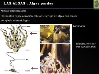 •Todas pluricelulares
•Presentan especialización celular: el grupo de algas con mayor
complejidad morfológica
Laminaria
Importantes por
sus ALGINATOS
 