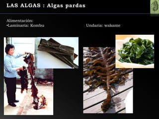 Alimentación:
•Laminaria: Kombu Undaria: wakame
 