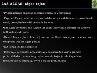 •Principalmente en zonas costeras tropicales y templadas
•Papel ecológico importante en consolidación y estabilización de arrecifes de
coral, protegiéndoles del envite de las olas.
•Las algas coralinas han jugado un papel importante durante los últimos
500 millones de años.
•Unicelulares a pluricelulares (conexión de filamentos adyacentes), menos
complejas que las algas pardas
•NO tienen tejidos complejos
•Color rojo: pigmentos accesorios que les permiten vivir a grandes
profundidades: captan longitudes de onda bajas (azul). Organismo
fotosintético eucariota que vive a mayor profundidad.
 
