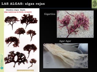 Gigartina
Agar Agar
 