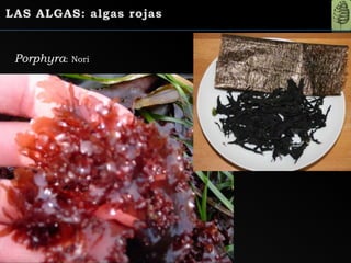 Porphyra: Nori
 