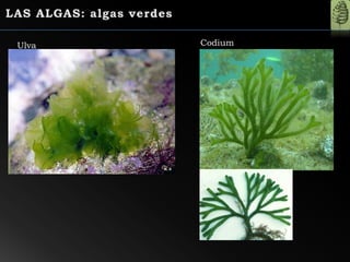 Ulva Codium
 