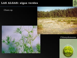 Chara sp.
Chlamydomonas
 