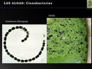 Anabaena flosaquae
Azolla
 