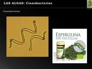 Cianobacterias
 