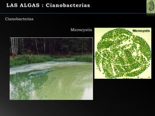 Cianobacterias
Microcystis
 