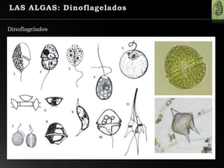 Dinoflagelados
 