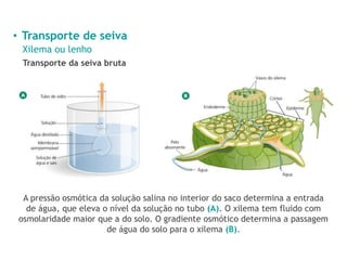 • Transporte de seiva
Xilema ou lenho
Transporte da seiva bruta
A pressão osmótica da solução salina no interior do saco determina a entrada
de água, que eleva o nível da solução no tubo (A). O xilema tem fluido com
osmolaridade maior que a do solo. O gradiente osmótico determina a passagem
de água do solo para o xilema (B).
 