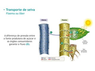 • Transporte de seiva
Floema ou líber
A diferença de pressão entre
a fonte produtora de açúcar e
os órgãos consumidores
garante o fluxo (D).
 