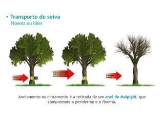 • Transporte de seiva
Floema ou líber
Anelamento ou cintamento é a retirada de um anel de Malpighi, que
compreende a periderme e o floema.
 