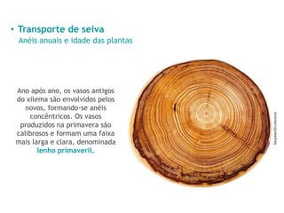 • Transporte de seiva
Anéis anuais e idade das plantas
Ano após ano, os vasos antigos
do xilema são envolvidos pelos
novos, formando-se anéis
concêntricos. Os vasos
produzidos na primavera são
calibrosos e formam uma faixa
mais larga e clara, denominada
lenho primaveril.
 