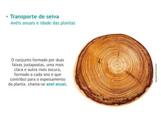 • Transporte de seiva
Anéis anuais e idade das plantas
O conjunto formado por duas
faixas justapostas, uma mais
clara e outra mais escura,
formado a cada ano e que
contribui para o espessamento
da planta, chama-se anel anual.
 