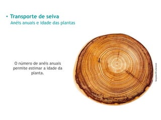 • Transporte de seiva
Anéis anuais e idade das plantas
O número de anéis anuais
permite estimar a idade da
planta.
 