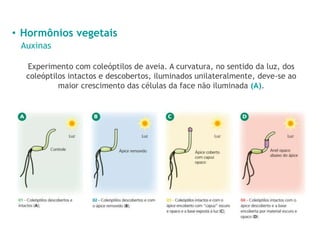 • Hormônios vegetais
Auxinas
Experimento com coleóptilos de aveia. A curvatura, no sentido da luz, dos
coleóptilos intactos e descobertos, iluminados unilateralmente, deve-se ao
maior crescimento das células da face não iluminada (A).
 