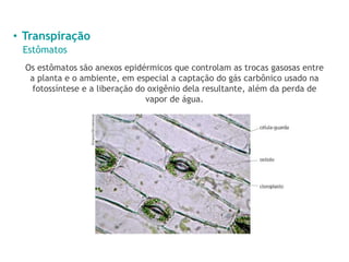• Transpiração
Estômatos
Os estômatos são anexos epidérmicos que controlam as trocas gasosas entre
a planta e o ambiente, em especial a captação do gás carbônico usado na
fotossíntese e a liberação do oxigênio dela resultante, além da perda de
vapor de água.
 