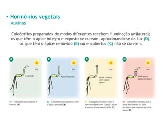 • Hormônios vegetais
Auxinas
Coleóptilos preparados de modos diferentes recebem iluminação unilateral;
os que têm o ápice íntegro e exposto se curvam, aproximando-se da luz (D),
os que têm o ápice removido (B) ou encobertos (C) não se curvam.
 