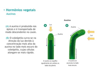• Hormônios vegetais
Auxinas
(A) A auxina é produzida nos
ápices e é transportada de
modo descendente no caule.
(B) O coleóptilo curva-se na
direção da luz devido à
concentração mais alta da
auxina no lado mais escuro do
coleóptilo, cujas células
alongam-se mais rápido.
 