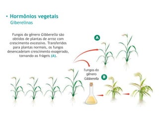 • Hormônios vegetais
Giberelinas
Fungos do gênero Gibberella são
obtidos de plantas de arroz com
crescimento excessivo. Transferidos
para plantas normais, os fungos
desencadeiam crescimento exagerado,
tornando-as frágeis (A).
 