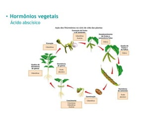 • Hormônios vegetais
Ácido abscísico
 