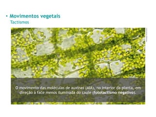 • Movimentos vegetais
Tactismos
Videologia/Shutterstock
O movimento das moléculas de auxinas (AIA), no interior da planta, em
direção à face menos iluminada do caule (fototactismo negativo).
 