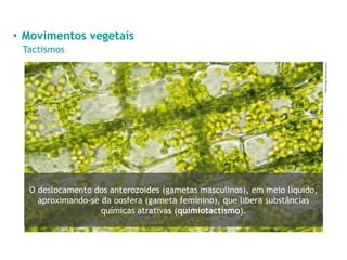 • Movimentos vegetais
Tactismos
Videologia/Shutterstock
O deslocamento dos anterozoides (gametas masculinos), em meio líquido,
aproximando-se da oosfera (gameta feminino), que libera substâncias
químicas atrativas (quimiotactismo).
 