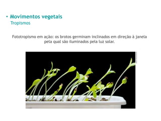 • Movimentos vegetais
Tropismos
Fototropismo em ação: os brotos germinam inclinados em direção à janela
pela qual são iluminados pela luz solar.
Anest/Shutterstock
 