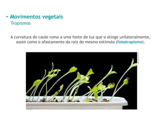 • Movimentos vegetais
Tropismos
A curvatura do caule rumo a uma fonte de luz que o atinge unilateralmente,
assim como o afastamento da raiz do mesmo estímulo (fototropismo).
Anest/Shutterstock
 