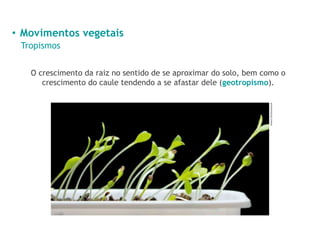 • Movimentos vegetais
Tropismos
O crescimento da raiz no sentido de se aproximar do solo, bem como o
crescimento do caule tendendo a se afastar dele (geotropismo).
Anest/Shutterstock
 