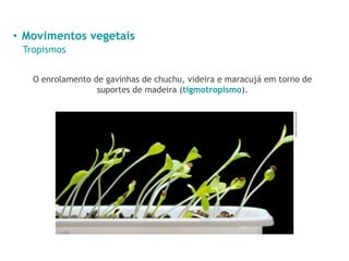 • Movimentos vegetais
Tropismos
O enrolamento de gavinhas de chuchu, videira e maracujá em torno de
suportes de madeira (tigmotropismo).
Anest/Shutterstock
 