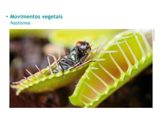 • Movimentos vegetais
Nastismos
Patila/Shutterstock
 