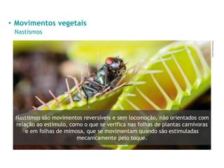 • Movimentos vegetais
Nastismos
Patila/Shutterstock
Nastismos são movimentos reversíveis e sem locomoção, não orientados com
relação ao estímulo, como o que se verifica nas folhas de plantas carnívoras
e em folhas de mimosa, que se movimentam quando são estimuladas
mecanicamente pelo toque.
 