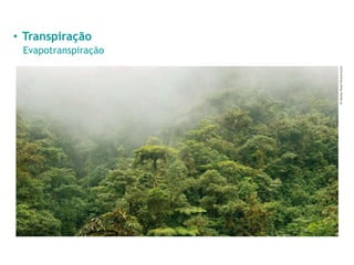 • Transpiração
Evapotranspiração
Dr
Morley
Read/Shutterstock
 