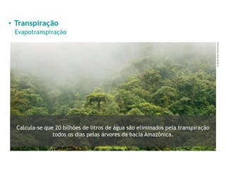 • Transpiração
Evapotranspiração
Dr
Morley
Read/Shutterstock
Calcula-se que 20 bilhões de litros de água são eliminados pela transpiração
todos os dias pelas árvores da bacia Amazônica.
 