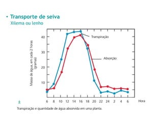 • Transporte de seiva
Xilema ou lenho
 