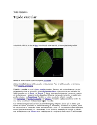 TEJIDO COMPLEJOS
Tejido vascular
Sección del corte de un tallo de apio, mostrando el tejido vascular, que incluye floema y xilema.
Detalle de la vascularización en una hoja de zarzamora.
Este artículo trata sobre tejido vascular en las plantas. Para el tejido vascular en animales,
véase Sistema circulatorio.
El tejido vascular es un tipo tejido vegetal complejo, formado por varias clases de células y
componentes, que se encuentra en lasplantas vasculares. Los componentes primarios del
tejido vascular son el xilema y el floema. El xilema es una estructura que transporta a través
de la planta agua y sales minerales disueltas. El floema transporta nutrientes ya elaborados
por las células y porfotosíntesis. También se hallan asociados al tejido vascular
dos meristemas: el cámbium vascular y el felógeno. Todos los tejidos vasculares dentro de
una planta constituyen el sistema de tejido vascular.
Las células del tejido vascular son usualmente largas y delgadas. Dado que el xilema y el
floema actúan en el sistema de transporte de agua, minerales y nutrientes en la planta, no es
de extrañar que su forma sea similar a la de caños o tubos. Las células individuales del floema
están conectadas entre sí por los extremos, como si fueran secciones de un tubo. A medida
que la planta crece, se diferencia en los extremos de crecimiento de la planta El tejido nuevo
 