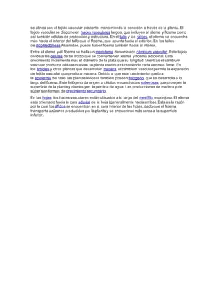 se alinea con el tejido vascular existente, manteniendo la conexión a través de la planta. El
tejido vascular se dispone en haces vasculares largos, que incluyen al xilema y floema como
así también células de protección y estructura. En el tallo y las raíces, el xilema se encuentra
más hacia el interior del tallo que el floema, que apunta hacia el exterior. En los tallos
de dicotiledóneas Asteriidae, puede haber floema también hacia al interior.
Entre el xilema y el floema se halla un meristema denominado cámbium vascular. Este tejido
divide a las células de tal modo que se convierten en xilema y floema adicional. Este
crecimiento incrementa más el diámetro de la plata que su longitud. Mientras el cámbium
vascular produzca células nuevas, la planta continuará creciendo cada vez más firme. En
los árboles y otras plantas que desarrollan madera, el cámbium vascular permite la expansión
de tejido vascular que produce madera. Debido a que este crecimiento quiebra
la epidermis del tallo, las plantas leñosas también poseen felógeno, que se desarrolla a lo
largo del floema. Este felógeno da origen a células ensanchadas suberosas que protegen la
superficie de la planta y disminuyen la pérdida de agua. Las producciones de madera y de
súber son formas de crecimiento secundario.
En las hojas, los haces vasculares están ubicados a lo largo del mesófilo esponjoso. El xilema
está orientado hacia la cara adaxial de la hoja (generalmente hacia arriba). Esta es la razón
por la cual los áfidos se encuentran en la cara inferior de las hojas, dado que el floema
transporta azúcares producidos por la planta y se encuentran más cerca a la superficie
inferior.
 