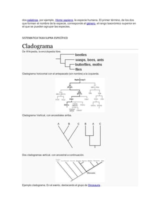 dos palabras, por ejemplo, Homo sapiens, la especie humana. El primer término, de los dos
que forman el nombre de la especie, corresponde al género, el rango taxonómico superior en
el que se pueden agrupar las especies.
SISTEMATICA TAXA SUPRA ESPECÍFICO
Cladograma
De Wikipedia, la enciclopedia libre.
Cladograma horizontal con el antepasado (sin nombre) a la izquierda.
Cladograma Vertical, con ancestrales arriba.
Dos cladogramas vertical, con ancestral a continuación.
Ejemplo cladograma. En el evento, destacando el grupo de Dinosauria .
 